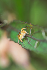 jumping spider on green leaf