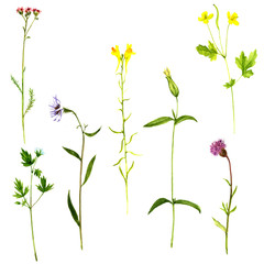 Fototapeta na wymiar Set of watercolor drawing plants