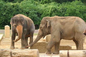 Elefant I