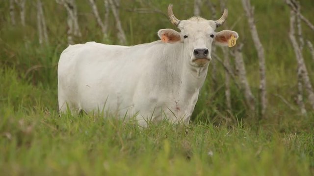 White cows in the green field