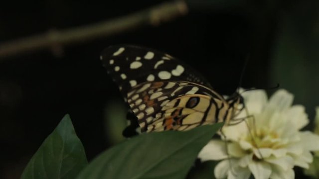 Beautiful butterfly sitting on fresh wild flower in the forest