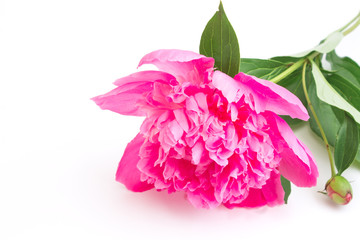 pink peony flower with leaves closeup on a white background