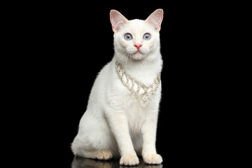 Gorgeous Blue eyed Female Cat of Breed Mekong Bobtail, Sitting with jewelry, Isolated Black Background, Color-point Beige Fur