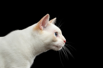Close-up Portrait of Gorgeous Blue eyed Female Cat of Breed Mekong Bobtail, Stare, Isolated Black Background, Color-point Beige Fur, Profile view