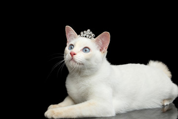 Gorgeous Blue eyed Female Cat of Breed Mekong Bobtail, Lying with jewelry, Isolated Black Background, Color-point Beige Fur