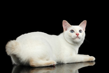 Playful Cat of Breed Mekong Bobtail, Lying and Looking up, Isolated Black Background, Color-point Fur, Back view on Tail
