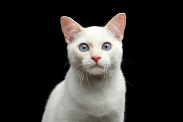 Close-up Portrait of Gorgeous Blue eyed Female Cat of Breed Mekong Bobtail, Isolated Black Background, Color-point Beige Fur