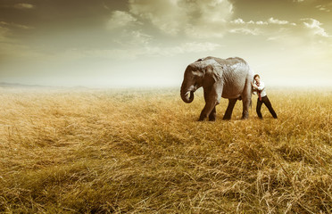 Obraz na płótnie Canvas Elefant auf dem Feld