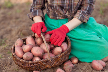 Female hands in red gloves harvesting fresh potatoes from soil in basket