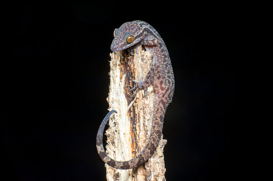 Philippine bent-toed gecko (Cyrtodactylus philippinicus)
