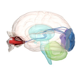 Eye anatomy and structure, muscles, nerves and blood vessels of