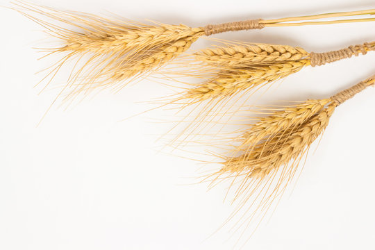 Three bunch  of wheat on a white background.  Closeup