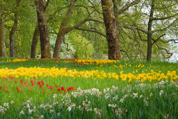 Many different tulips in the spring park of Mainau island