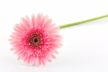 Closeup a pink gerbera daisy flower.