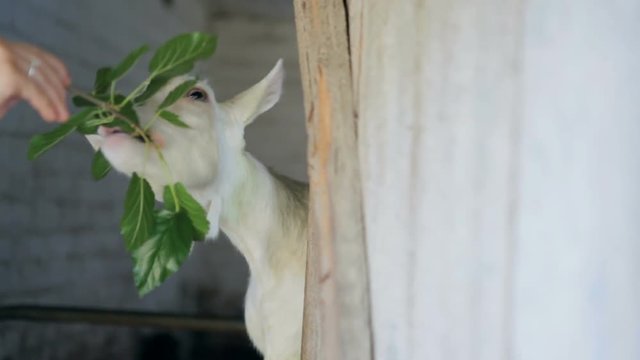 Girl feeding a goat a branch with green leaves. Goat peeking out of the barn.