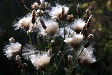 Blooming thistle with fluffy florets