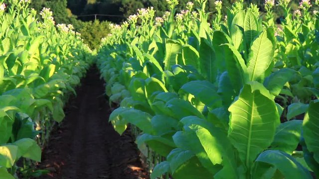 Field of flowering tobacco in the Belgian countryside