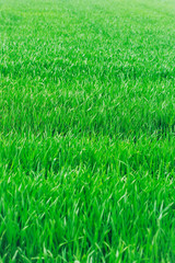 Beautiful green grass