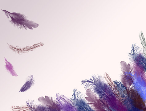 Purple Fether Background