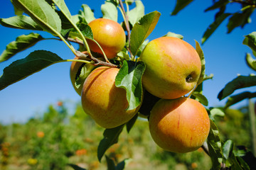 Ripe pink organic apples on the tree
