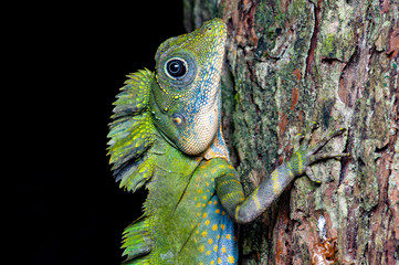 Great Anglehead Lizard, (Gonocephalus Grandis