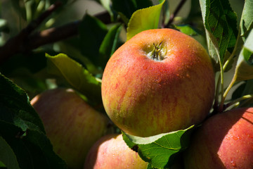 Ripe pink organic apples on the tree