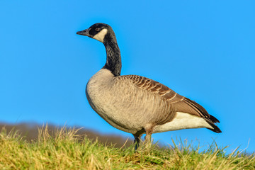 Gans ist allein und aufmerksam mit Himmel blau im Hintergrund