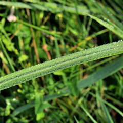 water drops on grass