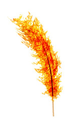 bright orange flame feather isolated on white