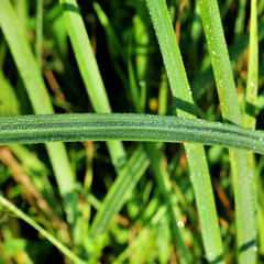 fresh green grass with water drops