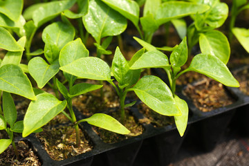 Young plants growing in greenhouse, closeup