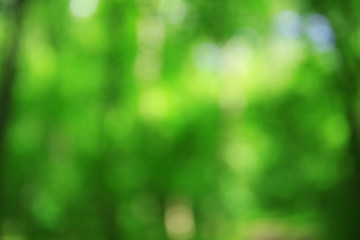 Defocused bokeh of garden background