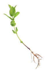 spearmint plant with root on white