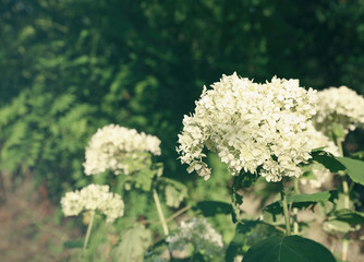 Beautiful flower in summer garden