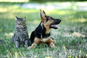 Naklejka premium Cute dog and cat on green grass