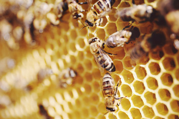 Bees on honeycomb