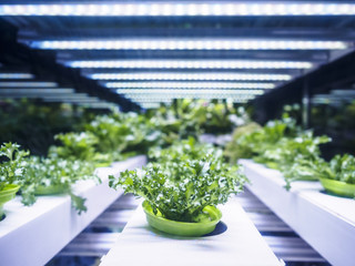 Greenhouse Plant row Grow with LED Light Indoor Farm Agriculture Technology © VTT Studio