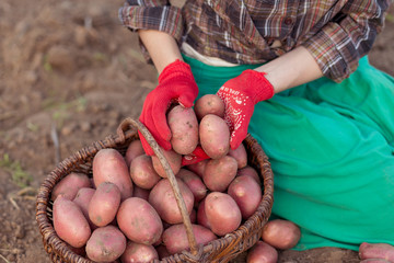 Freshly potatoes in the hands of a women. Harvesting potatoes from soil in basket. 