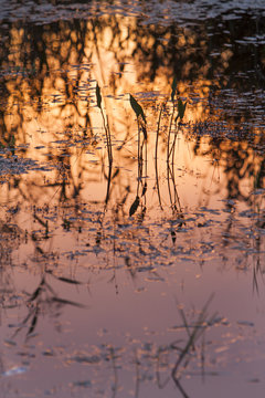 Golden sunlight reflections in water © Peter de Kievith