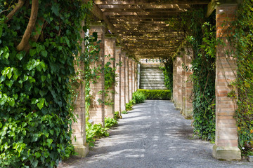 Fototapeta na wymiar Prospective of ivy tunnel