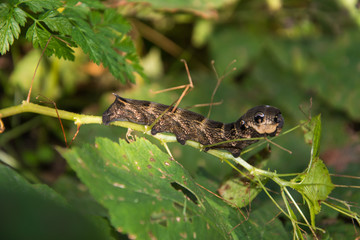 Caterpillar of Hyles average wine (lat. Deilephila elpenor) in grass