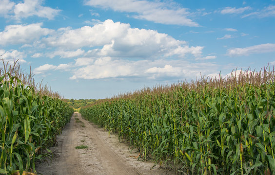 Road through corn field under blue sky