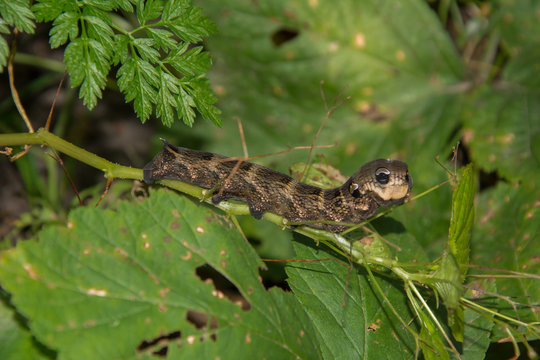 Caterpillar of Hyles average wine (lat. Deilephila elpenor) in grass