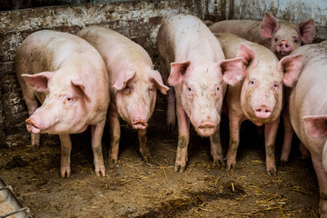 several pigs in a pen on the farm