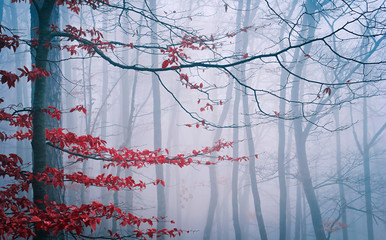 Tree in the misty autumn forest