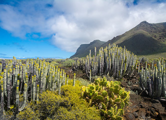 Cactuses in the desert with mountains on the background,Tenerife