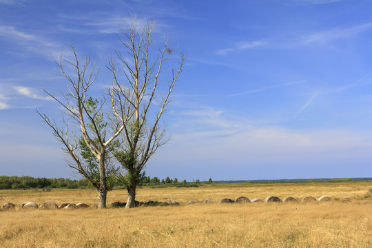 Landscape after harvest - around Kluki in Slowinski national parknear Leba