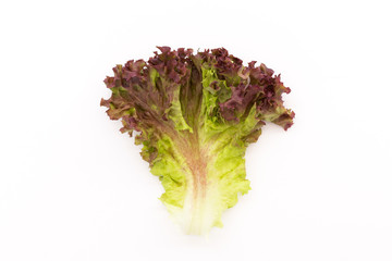 Red leaf lettuce isolated on white background