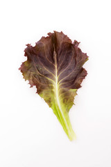 Red leaf lettuce isolated on white background © pjjaruwan