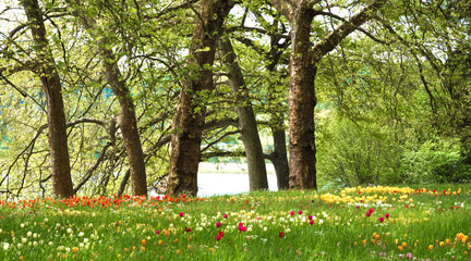 Many different tulips in the spring park of Mainau island